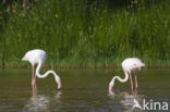 Flamingo (Phoenicopterus ruber)