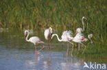 Flamingo (Phoenicopterus ruber)