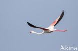 Flamingo (Phoenicopterus ruber)