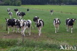 Fries hollandse zwartbonte Koe (Bos domesticus)