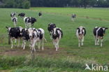 Fries hollandse zwartbonte Koe (Bos domesticus)