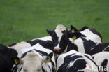 Fries hollandse zwartbonte Koe (Bos domesticus)