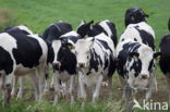 Fries hollandse zwartbonte Koe (Bos domesticus)