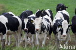 Fries hollandse zwartbonte Koe (Bos domesticus)