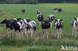 Fries hollandse zwartbonte Koe (Bos domesticus)