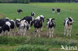 Fries hollandse zwartbonte Koe (Bos domesticus)