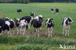 Fries hollandse zwartbonte Koe (Bos domesticus)