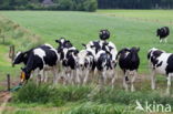 Fries hollandse zwartbonte Koe (Bos domesticus)