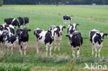 Mottled Cow (Bos domesticus)