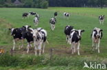 Mottled Cow (Bos domesticus)