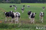 Mottled Cow (Bos domesticus)