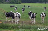 Mottled Cow (Bos domesticus)