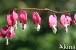 Gebroken hartje (Dicentra)