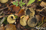 Common Earthball (Scleroderma citrinum)