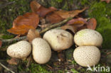 Common Earthball (Scleroderma citrinum)