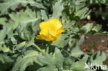 Gele hoornpapaver (Glaucium flavum)