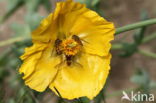 Gele hoornpapaver (Glaucium flavum)