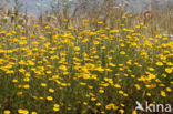 Yellow Chamomile (Anthemis tinctoria)