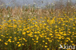 Yellow Chamomile (Anthemis tinctoria)