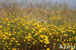 Yellow Chamomile (Anthemis tinctoria)