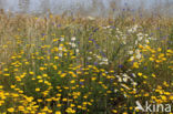 Yellow Chamomile (Anthemis tinctoria)