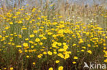 Gele kamille (Anthemis tinctoria)