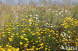 Gele kamille (Anthemis tinctoria)