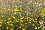 Gele kamille (Anthemis tinctoria)