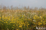 Yellow Chamomile (Anthemis tinctoria)