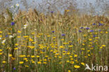 Gele kamille (Anthemis tinctoria)