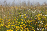 Gele kamille (Anthemis tinctoria)