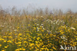 Gele kamille (Anthemis tinctoria)