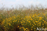 Gele kamille (Anthemis tinctoria)