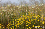 Yellow Chamomile (Anthemis tinctoria)