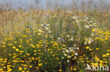 Gele kamille (Anthemis tinctoria)