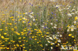 Yellow Chamomile (Anthemis tinctoria)