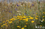 Gele kamille (Anthemis tinctoria)