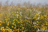 Gele kamille (Anthemis tinctoria)