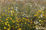 Gele kamille (Anthemis tinctoria)