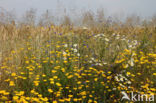 Yellow Chamomile (Anthemis tinctoria)