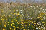 Gele kamille (Anthemis tinctoria)