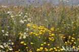 Gele kamille (Anthemis tinctoria)