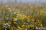 Gele kamille (Anthemis tinctoria)