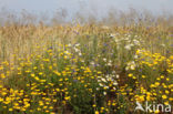 Yellow Chamomile (Anthemis tinctoria)