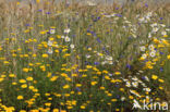 Yellow Chamomile (Anthemis tinctoria)