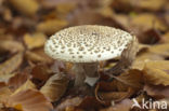 false death cap (Amanita citrina)