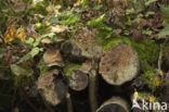 Hairy curtain crust (Stereum hirsutum)