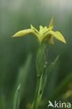 Gele lis (Iris pseudacorus)