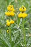 Gele lupine (Lupinus luteus)