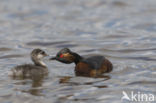 Geoorde Fuut (Podiceps nigricollis)